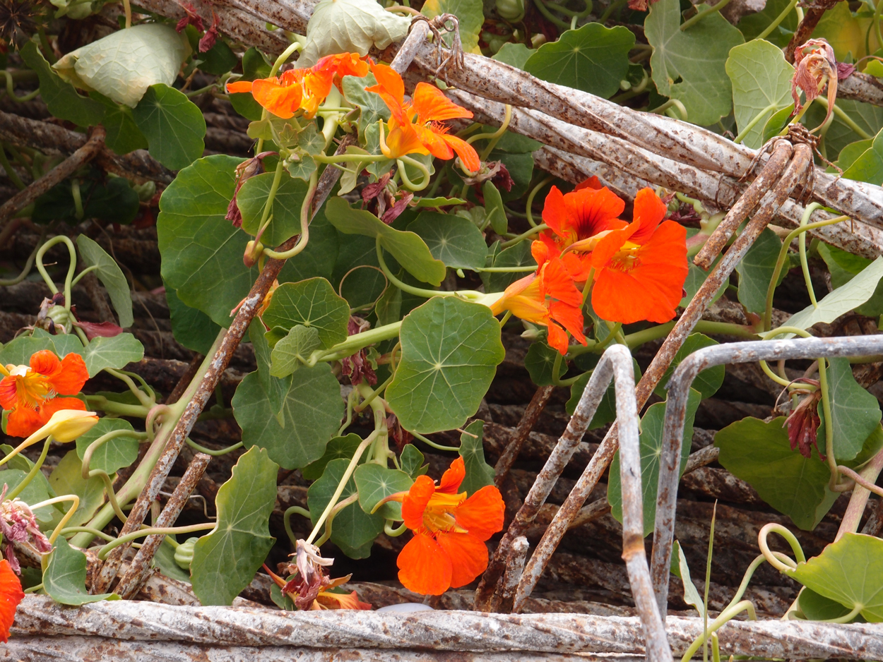 2018-01-16 12 Uhr - Im Shivapuri Nagarjun National Park (Nagi Gumba) (Foto) 